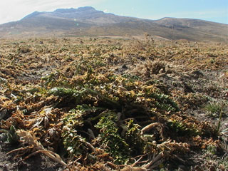 �P�O�N�Ɉ�x�������n�ł��Ȃ��}�J